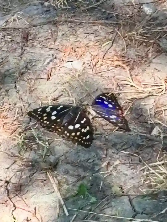 蚊里田八幡宮(長野県)
