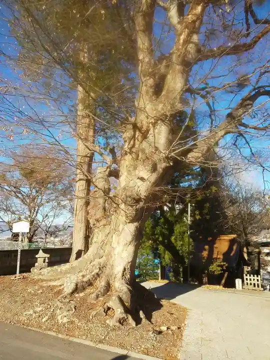 諏訪大社上社前宮の自然