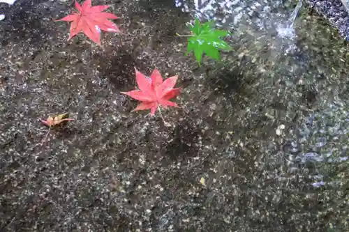 鹿島大神宮の手水