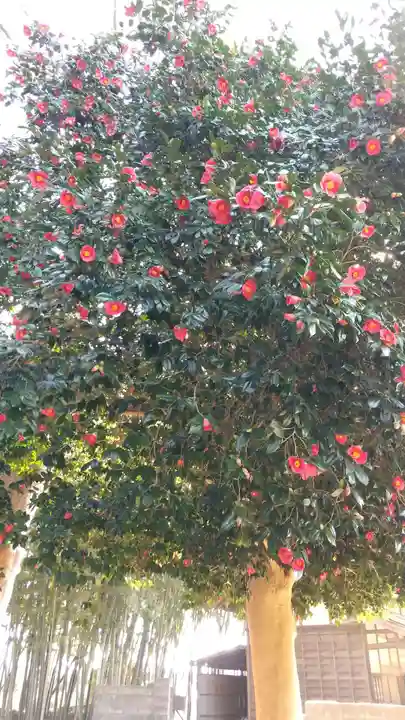 酒門神社の自然