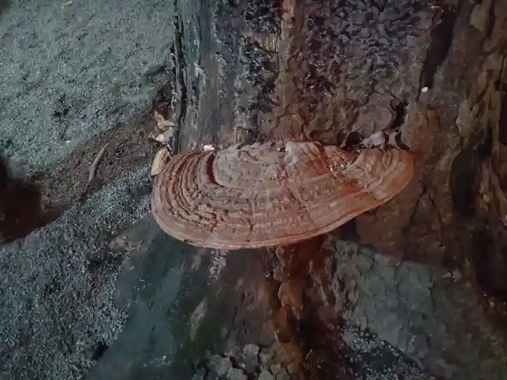 森野住吉神社(東京都)