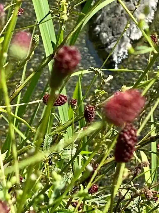 城南宮(京都府)