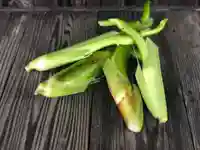 木舟山 順教寺(広島県)