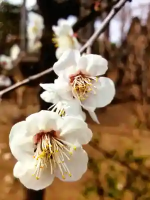 妙法寺(東京都)