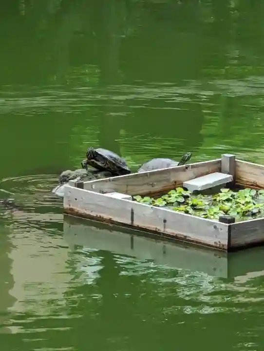 亀戸天神社(東京都)