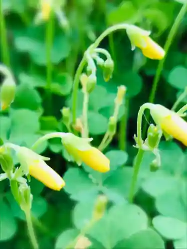 陸奥国分寺薬師堂の自然