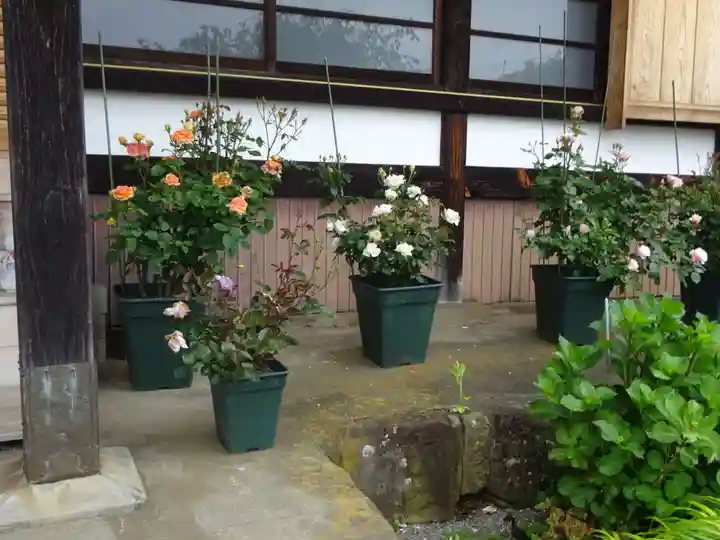 伊勢原 法泉寺の自然