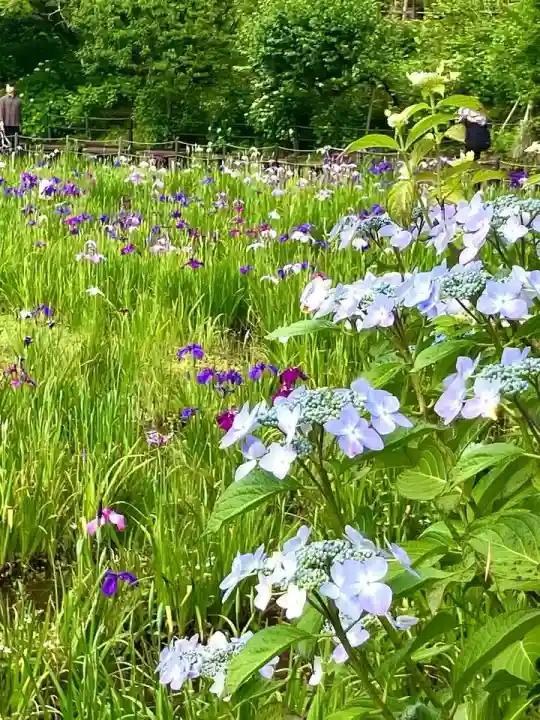 本土寺(千葉県)
