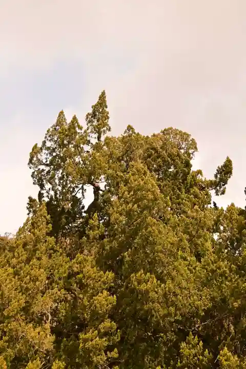 八幡神社(愛媛県)