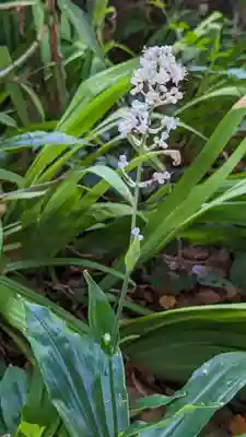 平野神社(京都府)