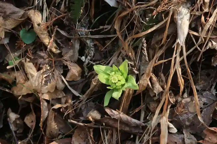 三渡神社の自然