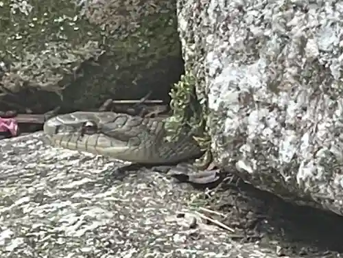 伊勢の国 四天王寺の動物