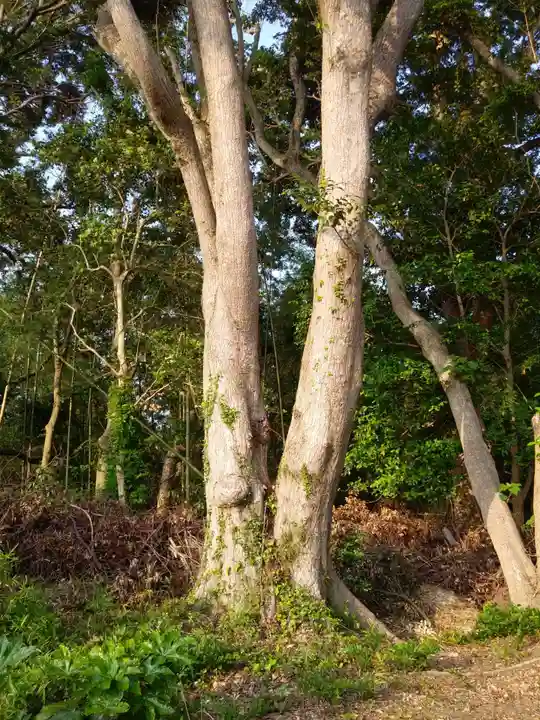 祠(名称不明)の自然
