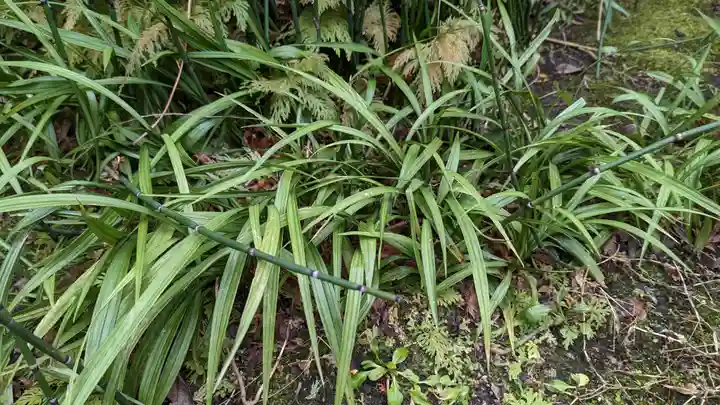 木食寺安祥院(京都府)