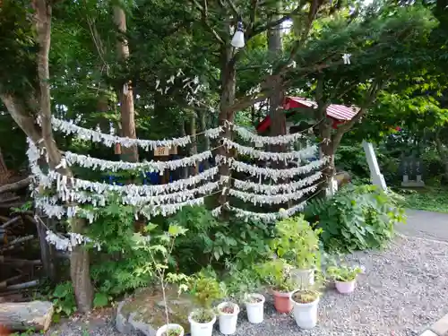 南豪神社のおみくじ