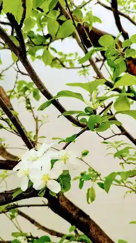 秋葉神社の自然