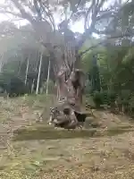 武雄神社の{uncategorized: "未分類", other: "その他", undefined: "問題あり", building: "その他建物", grave: "お墓", sacred_gate: "鳥居", guardian: "狛犬", statue: "像", buddha: "仏像", history: "歴史", nature: "自然", garden: "庭園", animal: "動物", pagoda: "塔", temizu: "手水舎", mountain_gate: "山門・神門", sanctuary: "本殿・本堂", subordinate: "末社・摂社", art: "芸術", scenery: "景色", jizo: "地蔵", ema: "絵馬", goshuin: "御朱印", omikuji: "おみくじ", items: "授与品その他", amulet: "お守り", goshuincho: "御朱印帳", eats: "食事", festival: "お祭り", votive_dance: "神楽", shichigosan: "七五三参", wedding: "結婚式", experience: "体験その他", initially: "初詣", around: "周辺", anti_infection: "感染症対策"}