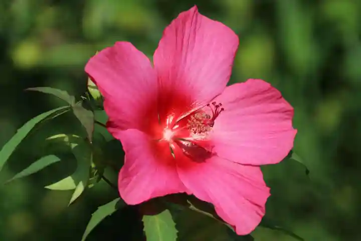 阿久津「田村神社」(郡山市阿久津町)旧社名:伊豆箱根三嶋三社の庭園