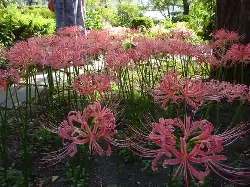 横浜　西方寺の自然