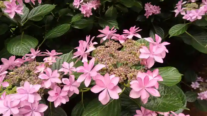 二本松寺の自然