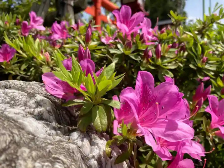 總社 和田八幡宮の自然