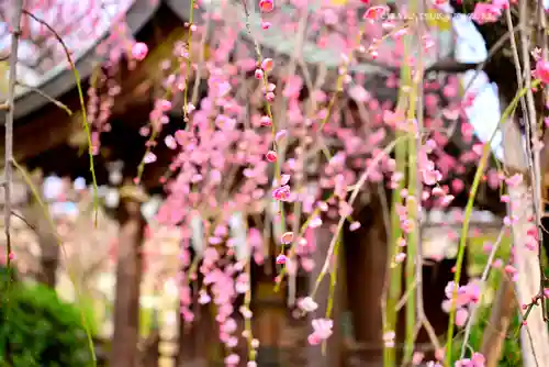 亀戸天神社(東京都)