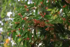 開成山大神宮の自然