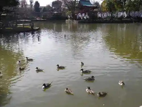 鶴岡八幡宮の庭園