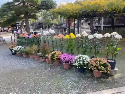 葛井寺(大阪府)