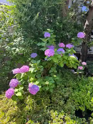 東京大神宮(東京都)