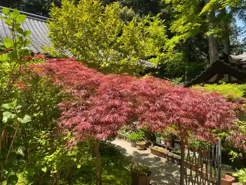 岩船寺の庭園