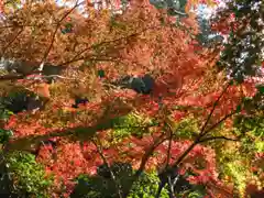 深大寺の自然