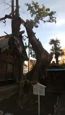 結城神明神社の自然