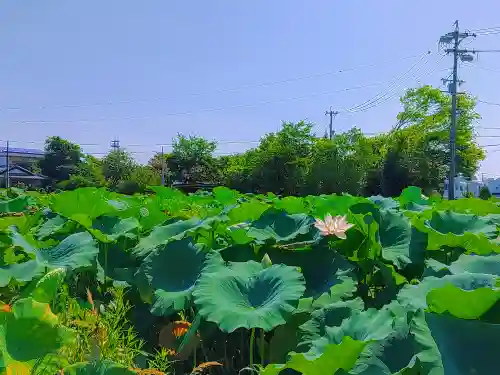 八幡社（大牧）の自然