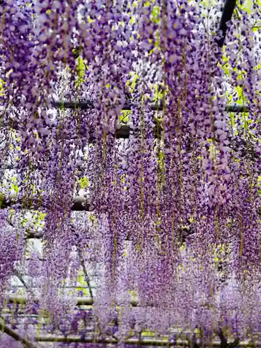 曼陀羅寺の自然