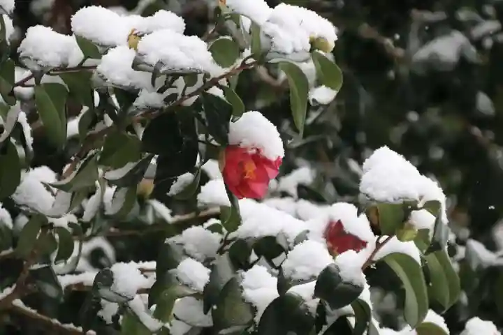 阿久津「田村神社」(郡山市阿久津町)旧社名:伊豆箱根三嶋三社の自然