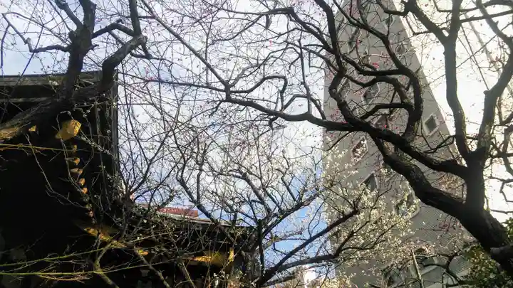 牛天神北野神社の自然