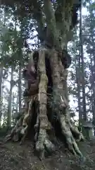 十二所神社の自然