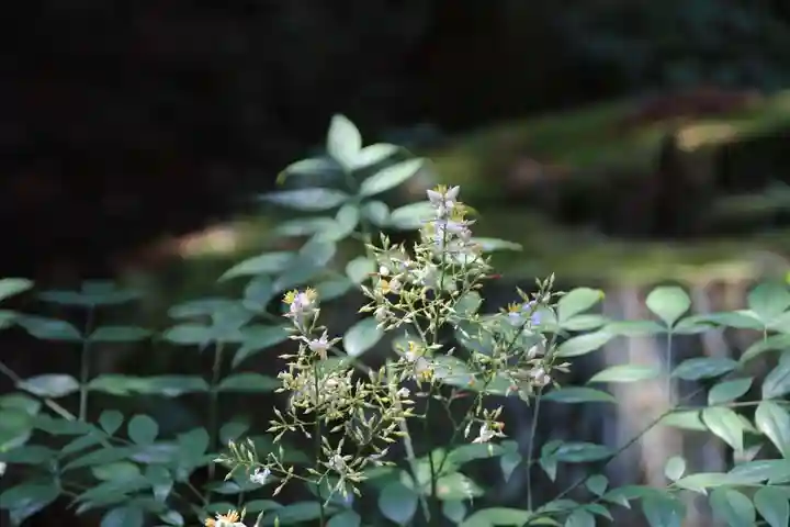 鹿島大神宮の自然