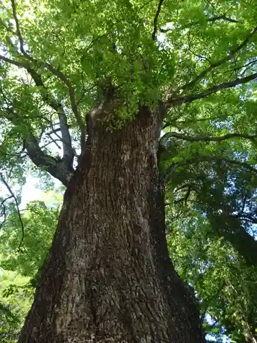 五所神社の自然