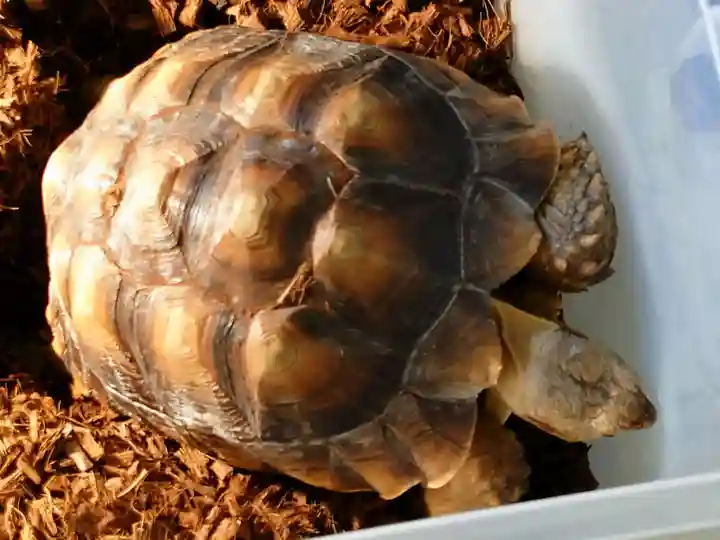 越谷香取神社の動物
