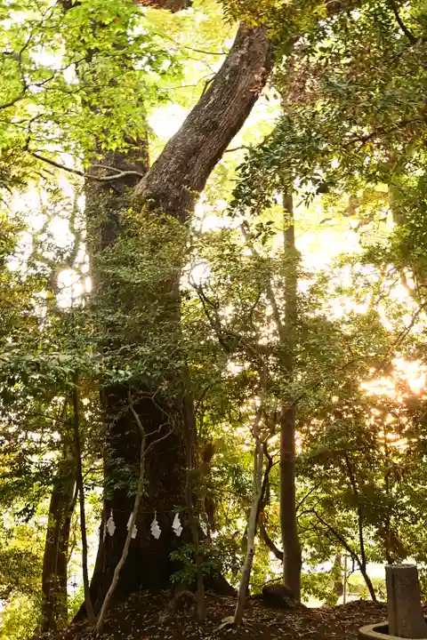 氷川女體神社(埼玉県)