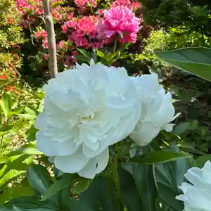 豊景神社(福島県)(2024年05月24日(金) 10時19分23秒投稿)