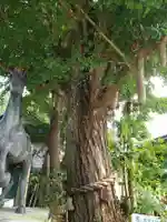 大木白山社の自然