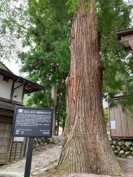 白川八幡神社(岐阜県)