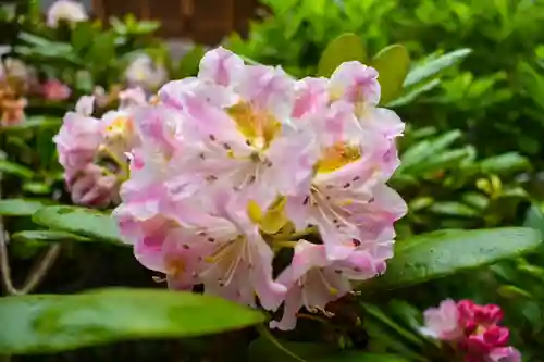尻岸内八幡神社の自然