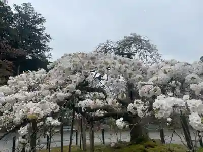 大原野神社の{uncategorized: "未分類", other: "その他", undefined: "問題あり", building: "その他建物", grave: "お墓", sacred_gate: "鳥居", guardian: "狛犬", statue: "像", buddha: "仏像", history: "歴史", nature: "自然", garden: "庭園", animal: "動物", pagoda: "塔", temizu: "手水舎", mountain_gate: "山門・神門", sanctuary: "本殿・本堂", subordinate: "末社・摂社", art: "芸術", scenery: "景色", jizo: "地蔵", ema: "絵馬", goshuin: "御朱印", omikuji: "おみくじ", items: "授与品その他", amulet: "お守り", goshuincho: "御朱印帳", eats: "食事", festival: "お祭り", votive_dance: "神楽", shichigosan: "七五三参", wedding: "結婚式", experience: "体験その他", initially: "初詣", around: "周辺", anti_infection: "感染症対策"}