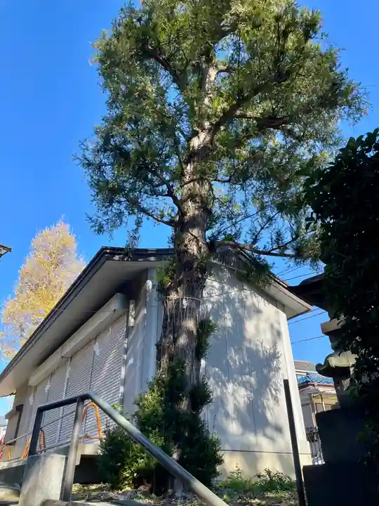 白山神社の自然