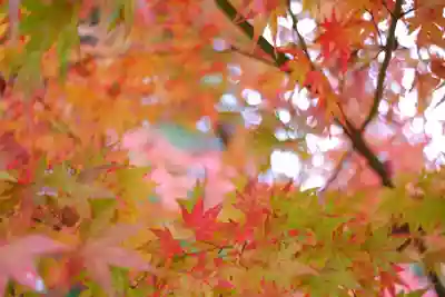 越中一宮 髙瀬神社(富山県)