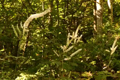 戸隠神社九頭龍社(長野県)